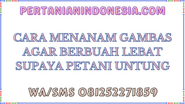 Cara Menanam Gambas Agar Berbuah Lebat Supaya Petani Untung